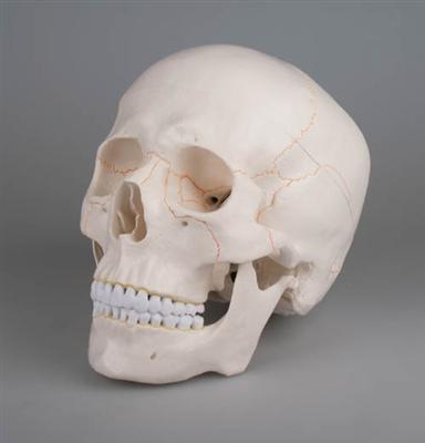 New human skull, 3-part, anatomical model 