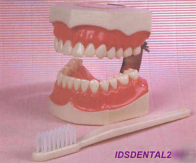 New dental giant tooth model with enlarged brush(brand )