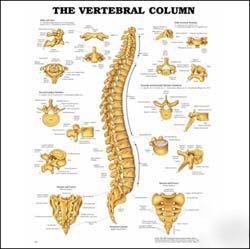 The vertebral column anatomical chart/charts/anatomy