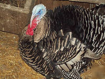  mahanaim farm -6 heritage turkey hatching eggs