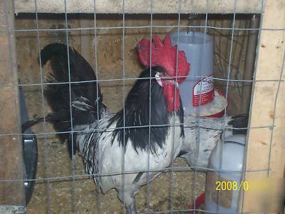 12 silver lakenvelder chicken hatching eggs