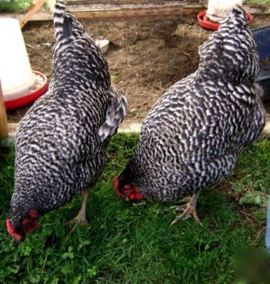 12 dominique chicken hatching eggs ~rare~ 