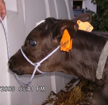 3 rope halters- calf goat llama sheep cow/ 4H halter