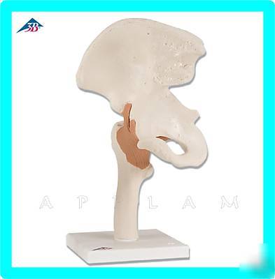 New ** ** 3B scientific human hip joint anatomical model