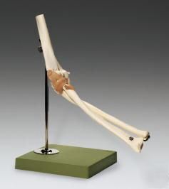 Elbow joint fully functional professional model #2415