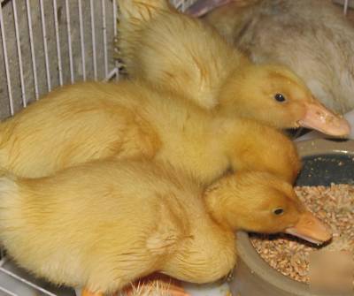 10+ jumbo pekin peking duck hatching eggs free extras 