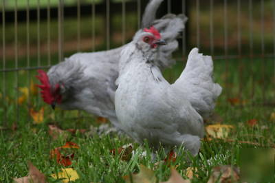 8 lavender d'uccle chicken hatching eggs
