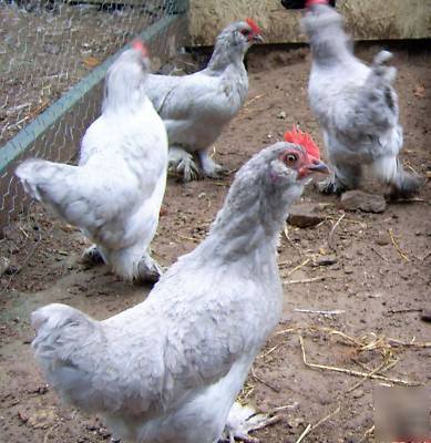 8 lavender d'uccle chicken hatching eggs