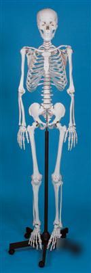 New school skeleton complete w. stand, anatomical model 