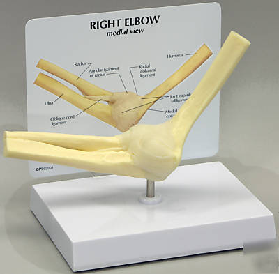 Elbow joint human anatomical model #1830 free s&h bone*