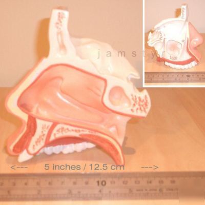 New human nasal cavity model 1.5X (medical / anatomy)