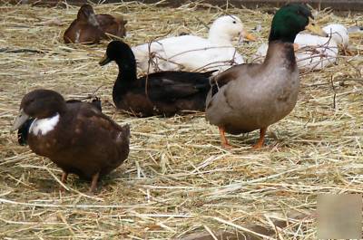 15+ free range suprise duck hatching eggs 