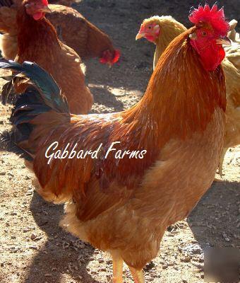 New hampshire red chicken hatching eggs ~gentle~ 10+
