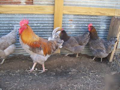 True blue copper marans 8+ hatching eggs mari krebs