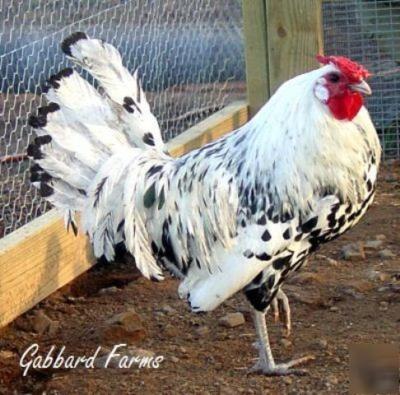 Silver spangled hamburg chicken hatching eggs 10+ 