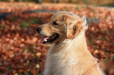 Pet supplies delivery service - home-based business 