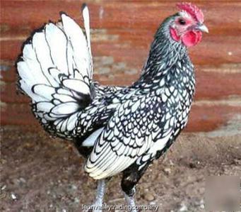 6+ silver sebright bantam hatching eggs ssb-2