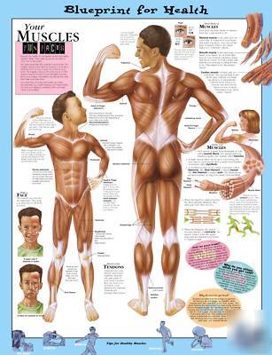 Blueprint for health muscles anatomical chart laminated