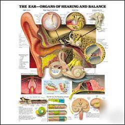 The ear - organs of hearing & balance anatomical charts
