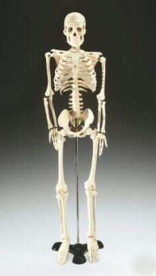 Skeleton mr.thrifty human 33 1/2