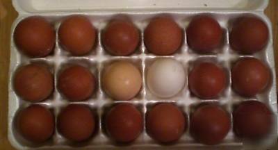 12 + beautiful dark welsummer chicken hatching eggs 