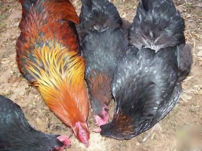 10+ black copper marans hatching eggs very dark fertile