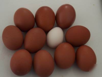 12+ pure black copper marans hatching eggs 