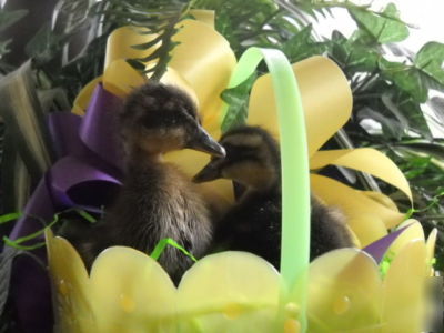6+ rouen duck hatching eggs npip (mallard) beautiful