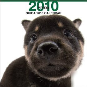 Shiba inu 2010 wall calendar