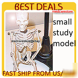 New nice anatomical human skeleton display model 8