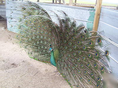 3 peacock peafowl hatching eggs gr- bl-wh-pied-pur-bs