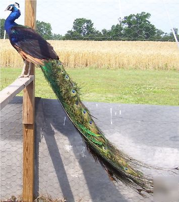 3 peacock peafowl hatching eggs gr- bl-wh-pied-pur-bs