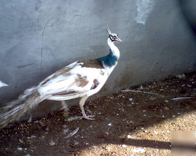 3 peacock peafowl hatching eggs gr- bl-wh-pied-pur-bs