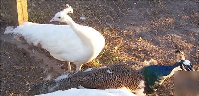 3 peacock peafowl hatching eggs gr- bl-wh-pied-pur-bs