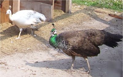 3 peacock peafowl hatching eggs gr- bl-wh-pied-pur-bs