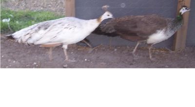 3 peacock peafowl hatching eggs gr- bl-wh-pied-pur-bs