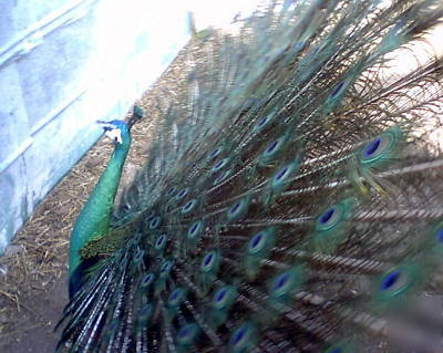 3 peacock peafowl hatching eggs gr- bl-wh-pied-pur-bs