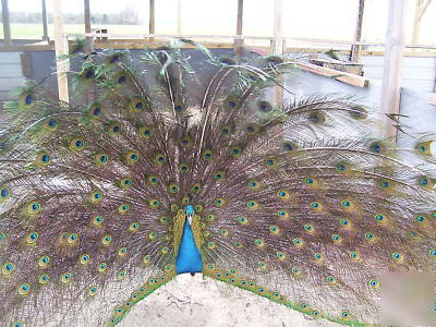 3 peacock peafowl hatching eggs gr- bl-wh-pied-pur-bs