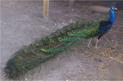 3 peacock peafowl hatching eggs gr- bl-wh-pied-pur-bs