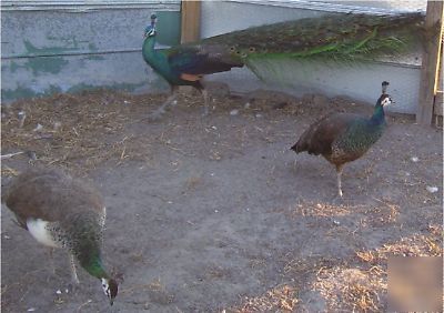 3 peacock peafowl hatching eggs gr- bl-wh-pied-pur-bs