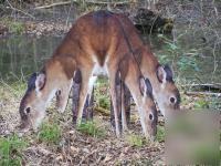 New whitetail deer decoy 4 headed feeding doe 
