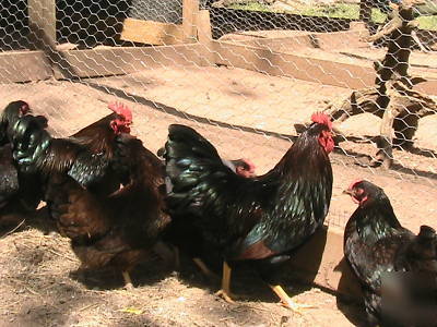 Chicken hatching eggs 10+ bantam barnevelder eggs
