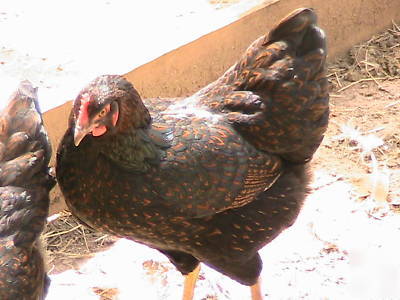 Chicken hatching eggs 10+ bantam barnevelder eggs