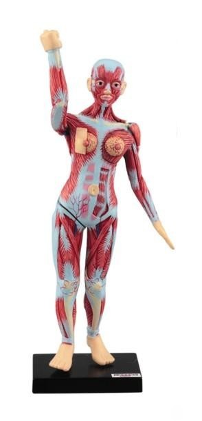 Pocket size human female body medical anatomical model