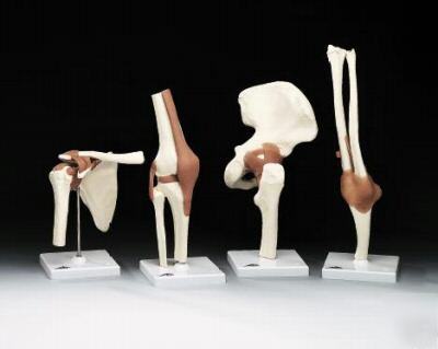 Hip joint bone functional anatomical model #2441*