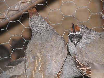 12+ fresh gambel quail hatching eggs presale