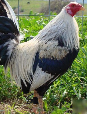 Law grey gamefowl, yellow-legged, 12+ hatching eggs 