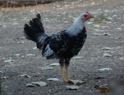 Law grey gamefowl, yellow-legged, 12+ hatching eggs 