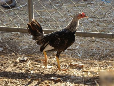 Law grey gamefowl, yellow-legged, 12+ hatching eggs 