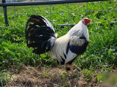 Law grey gamefowl, yellow-legged, 12+ hatching eggs 